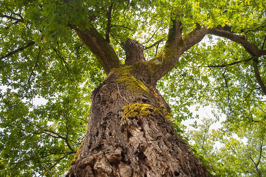 Low angle view of mossy oak tree trunk and green canopy