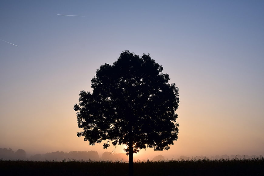 Silhouette of Solitary Tree Against Misty Sunrise Sky