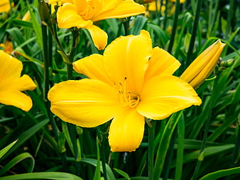 Vibrant Yellow Daylily Bloom Close-Up