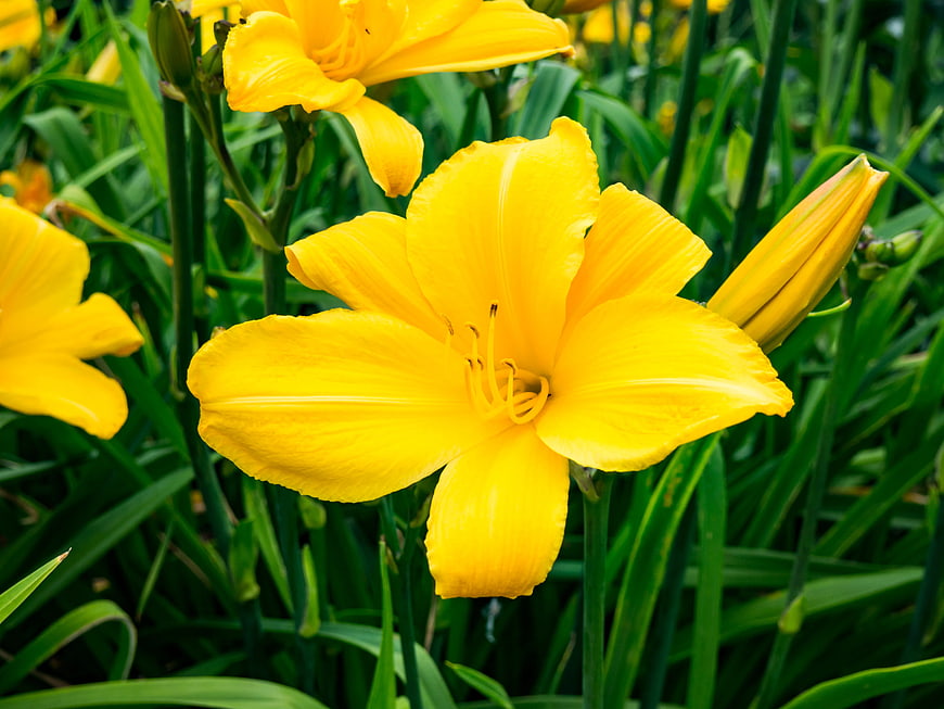 Vibrant Yellow Daylily Bloom Close-Up