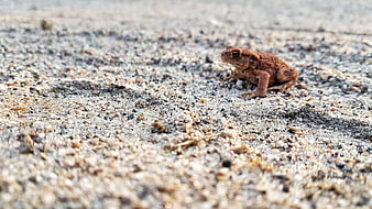 Small brown toad sitting on gravel ground