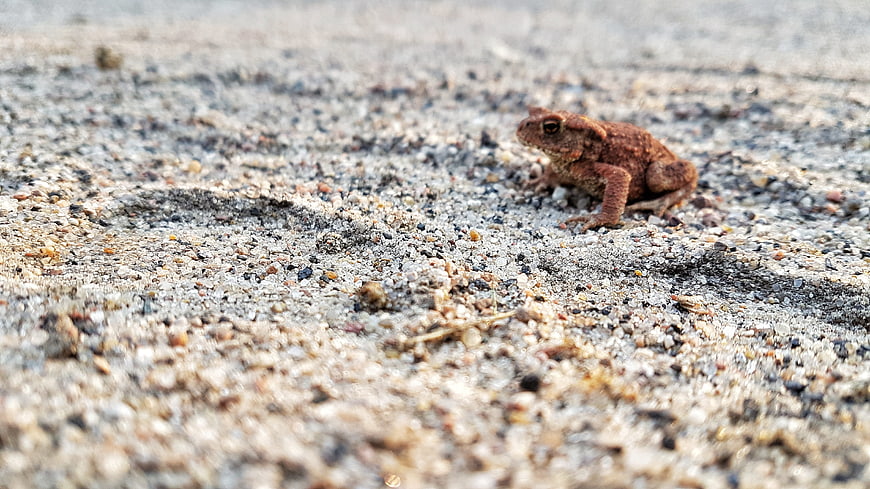 Small brown toad sitting on gravel ground
