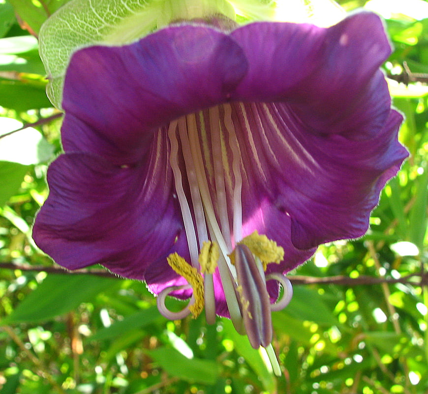 Close-up of vibrant purple bell-shaped flower with yellow stamens