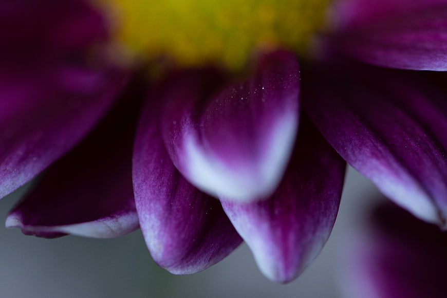 Macro Close-Up of Purple Daisy Petals with Yellow Center