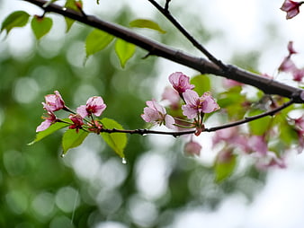 Pink Cherry Blossoms on Branch with Rain Droplets