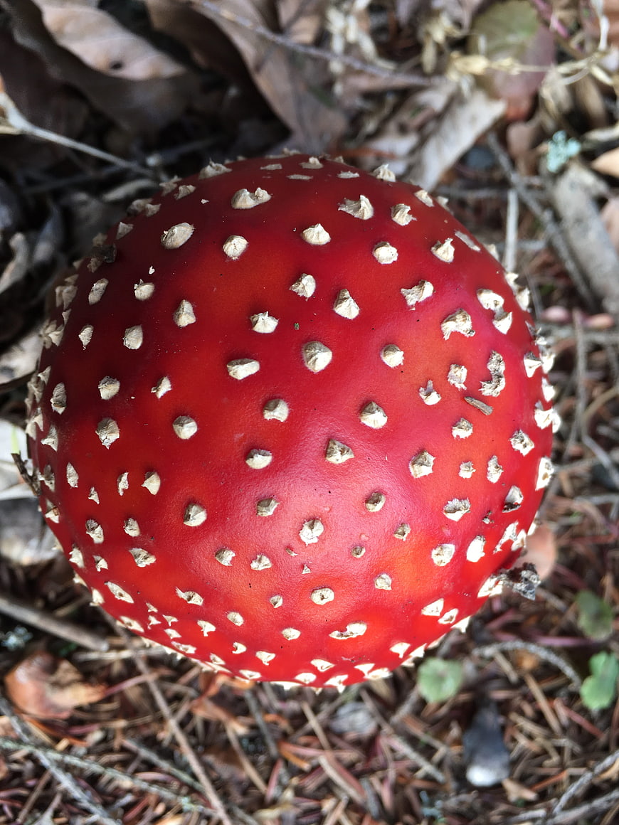 Close-up of red fly agaric mushroom with white spots