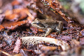 Close-up of a brown frog on wet forest floor