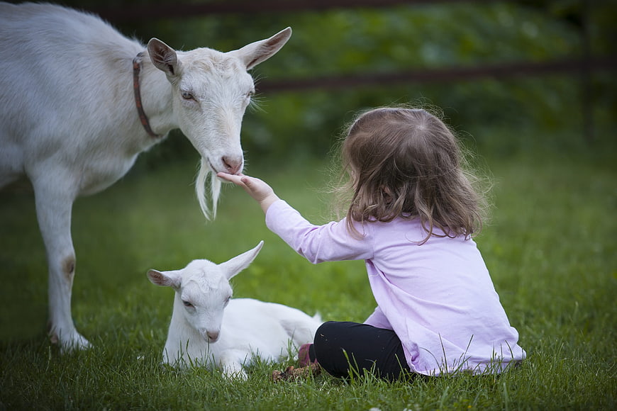 Little Girl Feeding White Goat and Kidding in Green Pasture