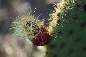 Close-up of prickly pear cactus fruit with golden spines