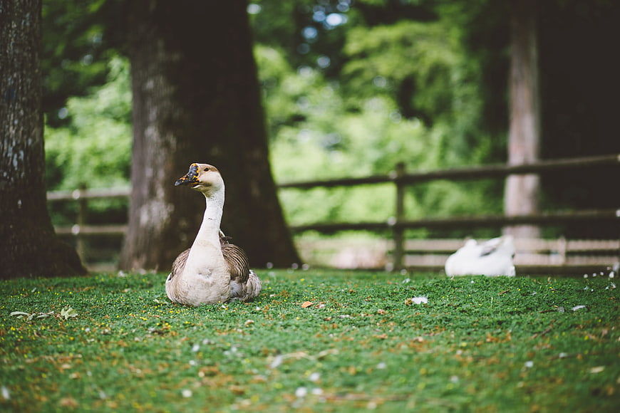 Brown and white goose resting on green grass in park