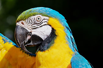 Close-up Portrait of Blue and Gold Macaw Head
