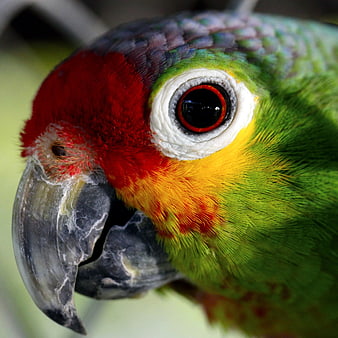 Close-up portrait of a colorful parrot head with red and green feathers