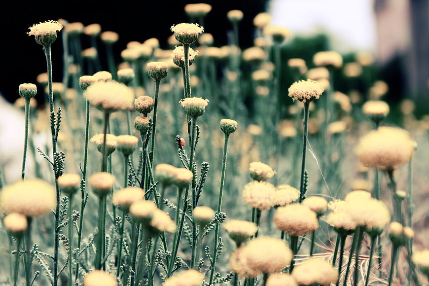 Close-up of yellow chamomile flowers in a garden