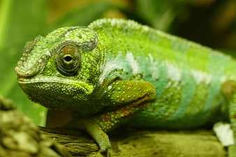 Close-up of a Green Chameleon on a Branch