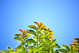 Vibrant green and orange leaves against a clear blue sky