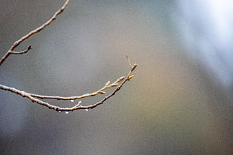 Close-up of wet tree branch with buds in spring rain