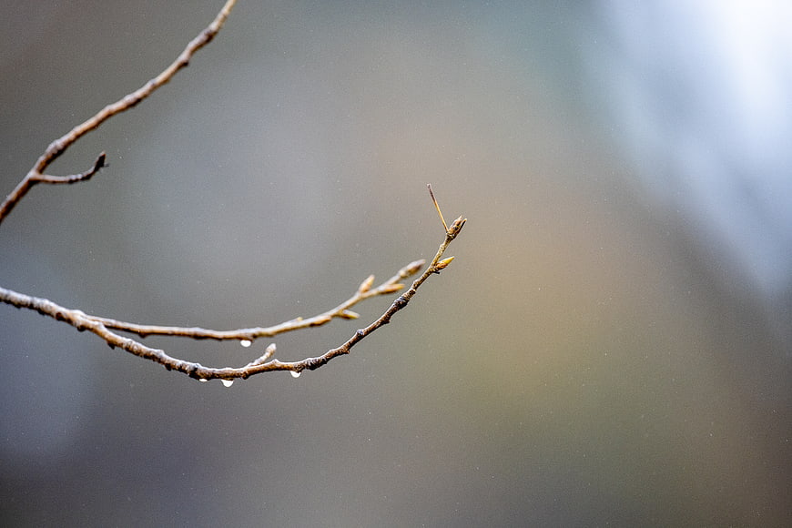 Close-up of wet tree branch with buds in spring rain