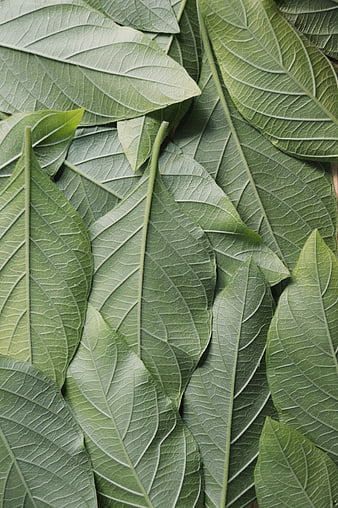 Close-up texture of fresh green leaves background