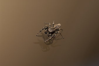 Close-up of a Jumping Spider on a Brown Surface