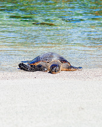 Sea turtle resting on white sand beach near clear water