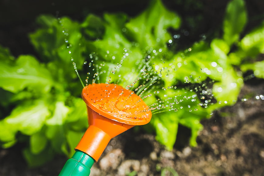 Orange watering can sprinkling water on green lettuce plants