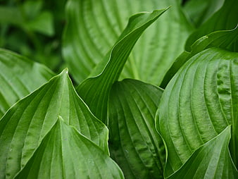 Close-up of vibrant green hosta leaves with detailed texture