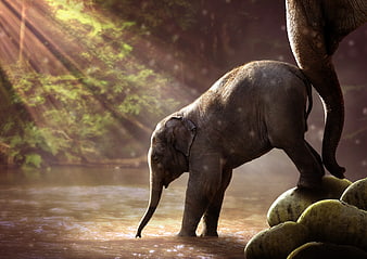 Baby Elephant Drinking Water in River with Dramatic Sunbeams