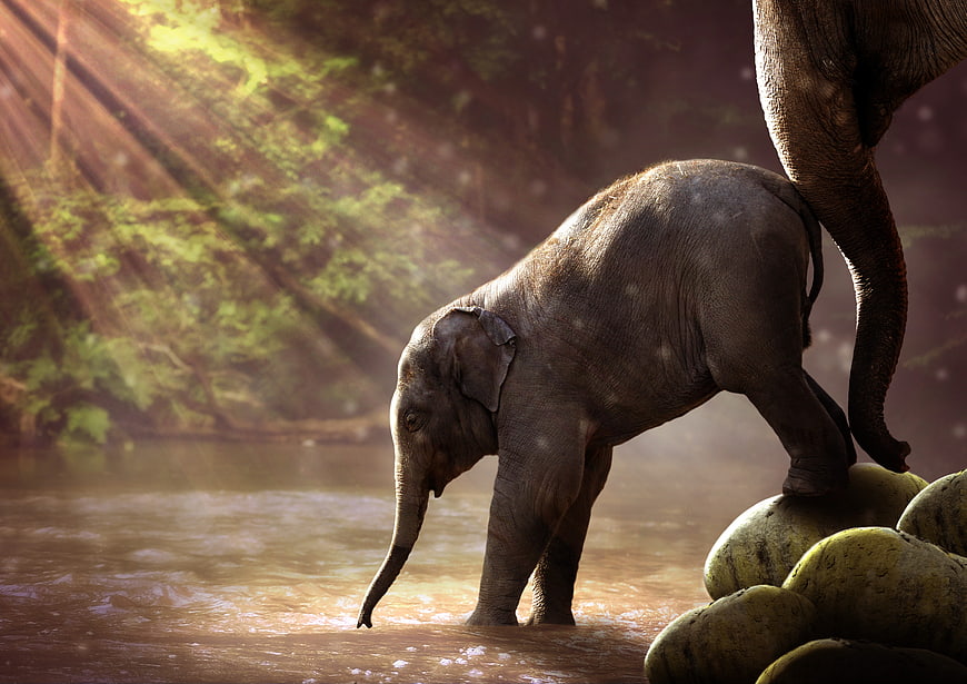 Baby Elephant Drinking Water in River with Dramatic Sunbeams