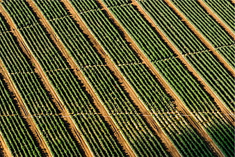 Aerial View of Agricultural Field Rows with Green Crops