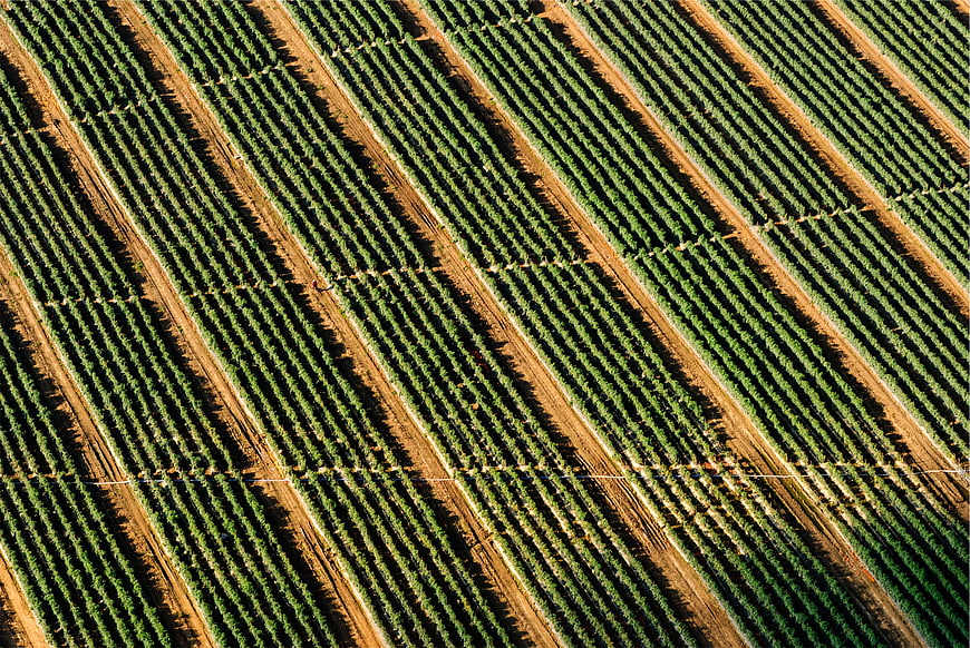 Aerial View of Agricultural Field Rows with Green Crops