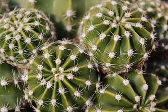 Close-up of green cactus with sharp white spines
