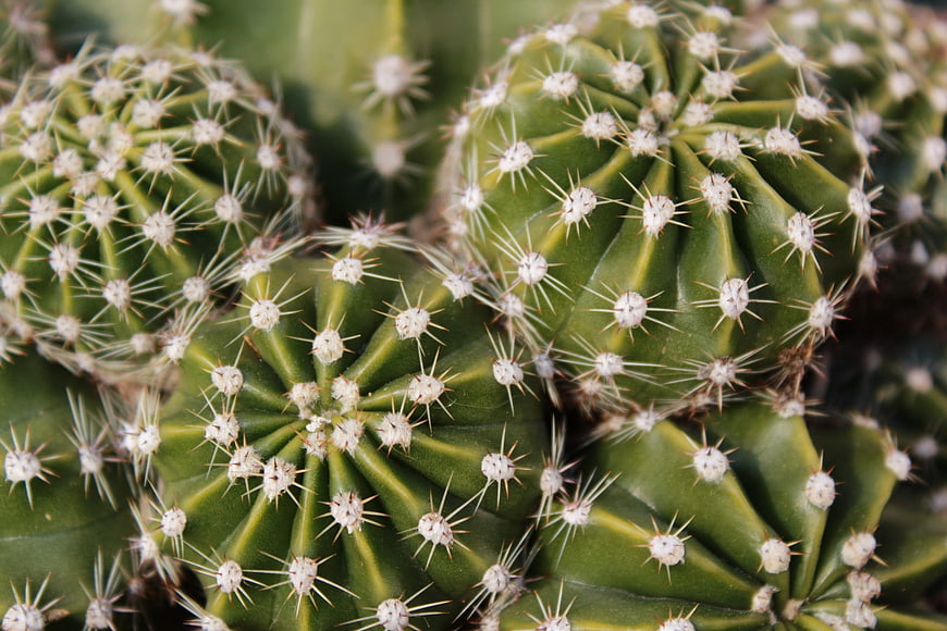Close-up of green cactus with sharp white spines