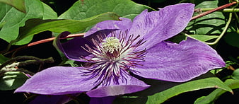 Close-up of a vibrant purple clematis flower with green leaves