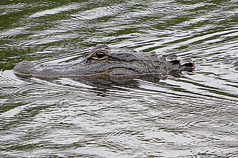 Close-up of a crocodile head swimming in murky water