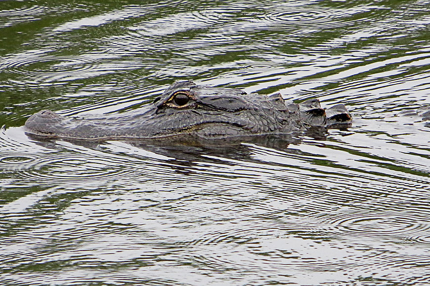 Close-up of a crocodile head swimming in murky water