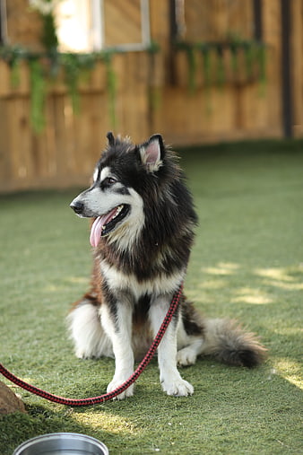 Fluffy black and white dog sitting on green grass with red leash