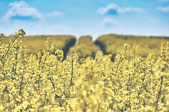 Vibrant Yellow Rapeseed Field Under Blue Sky