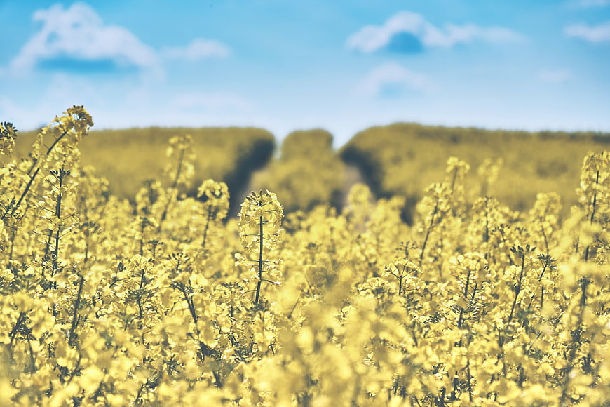Vibrant Yellow Rapeseed Field Under Blue Sky