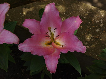 Pink lily flower close-up with small insect on petal