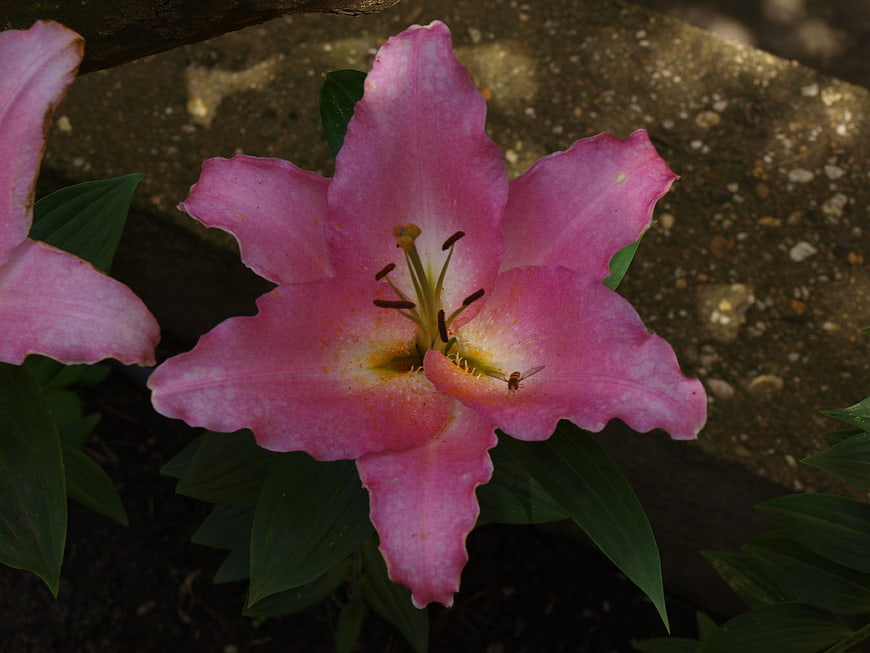 Pink lily flower close-up with small insect on petal