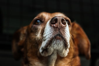 Close-up portrait of a brown dog looking up