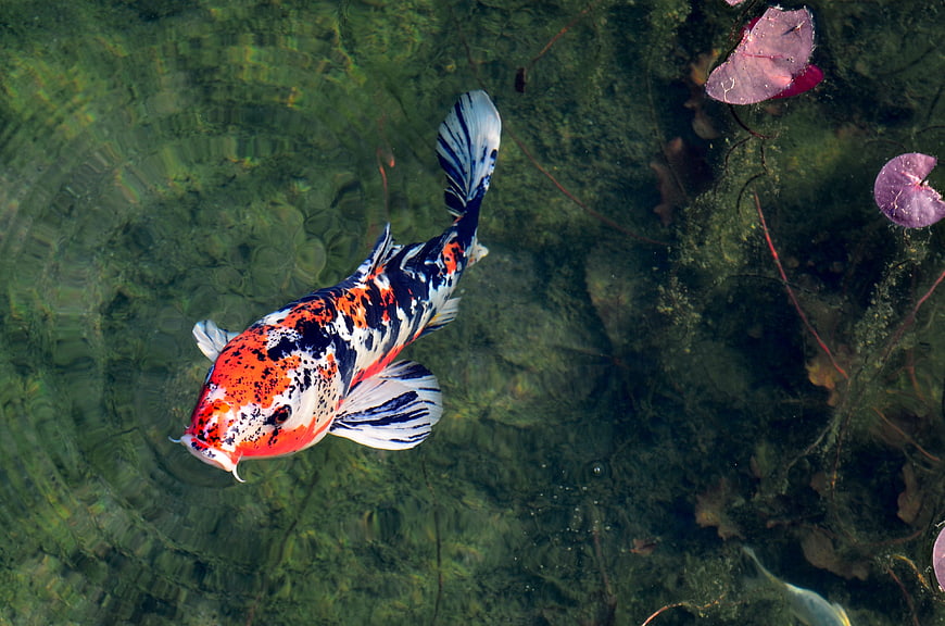 Colorful Koi Carp Swimming In A Green Garden Pond