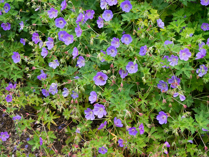 Purple Cranesbill Flowers with Bee in Garden