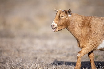 Cute brown baby goat walking in dry meadow