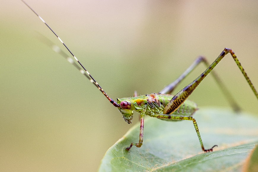 Close-up of a green katydid insect on a leaf