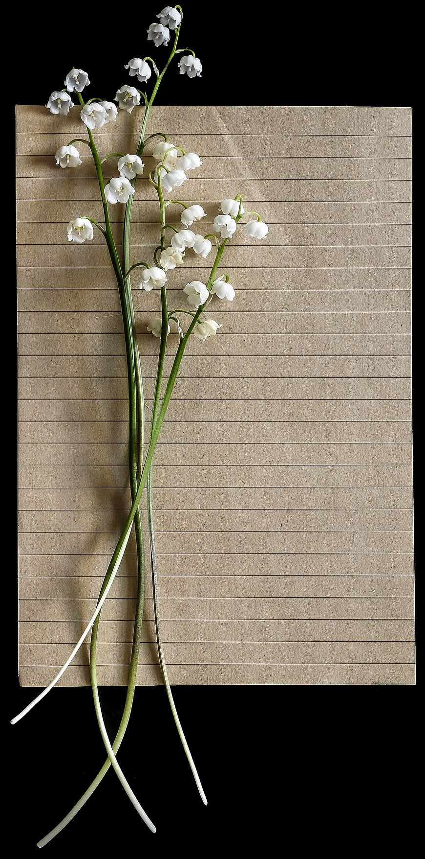 Lily of the Valley on Vintage Lined Paper