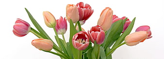 Bouquet of Pink and Peach Tulips on White Background