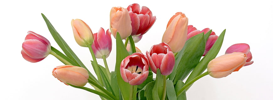 Bouquet of Pink and Peach Tulips on White Background