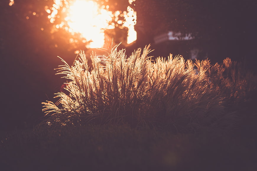 Golden Backlit Ornamental Grass at Sunset