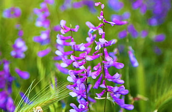 Close-up of purple vetch flowers in a green meadow